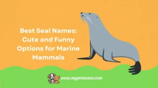 301 Best Seal Names: Cute and Funny Options for Marine Mammals