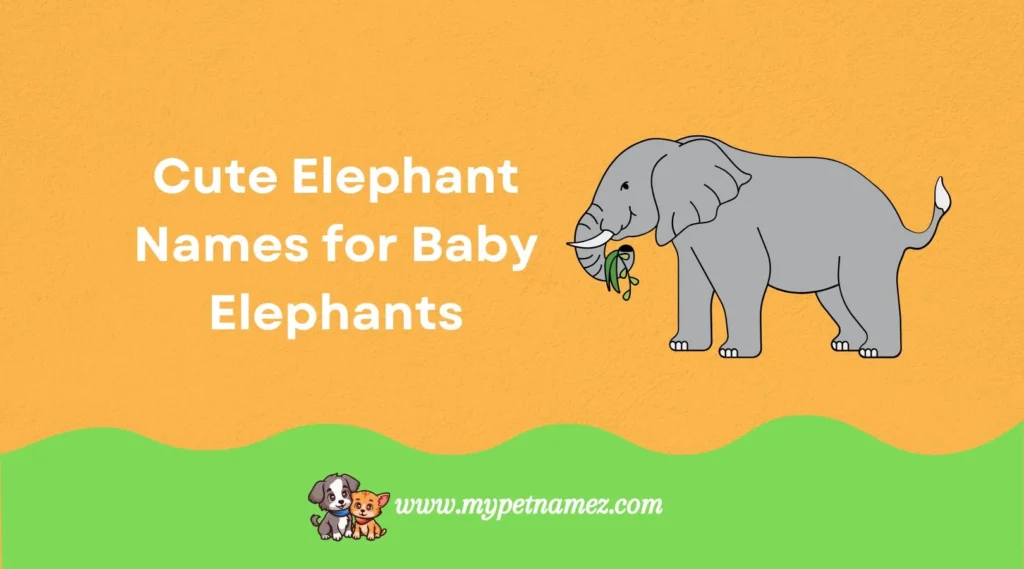 Cute Elephant Names for Baby Elephants