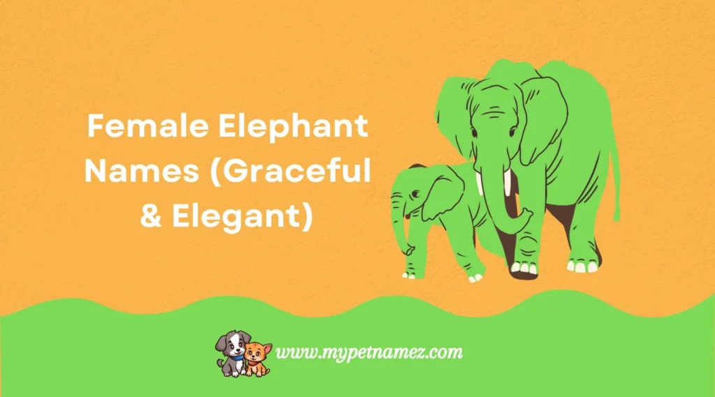 Female Elephant Names (Graceful & Elegant)