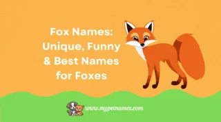 Fox Names: Unique, Funny & Best Names for Foxes