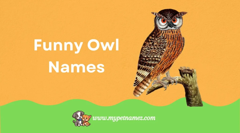 Funny Owl Names