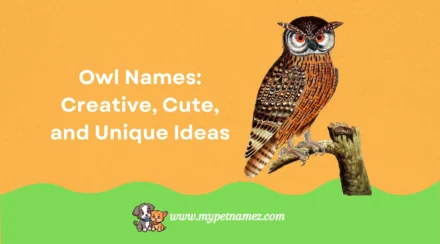 Owl Names: Creative, Cute, and Unique Ideas