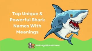 300+ Top Unique & Powerful Shark Names With Meanings