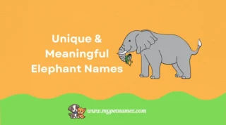 301+ Unique & Meaningful Elephant Names [Best Ideas]