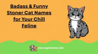 301 Badass & Funny Stoner Cat Names for Your Chill Feline