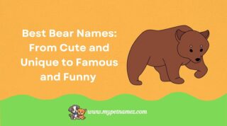 301 Best Bear Names: From Cute and Unique to Famous and Funny