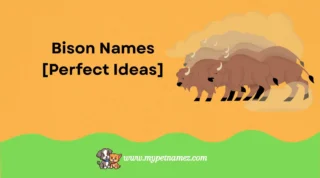 301 Badass & Powerful Bison Names [Perfect Ideas]