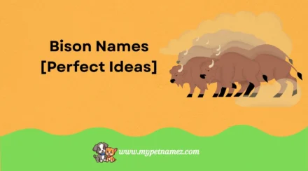 301 Badass & Powerful Bison Names [Perfect Ideas]