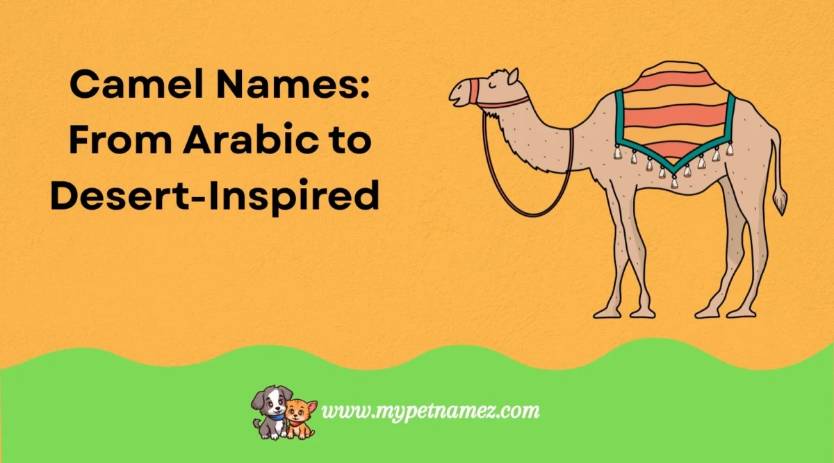 301 Camel Names: From Arabic to Desert-Inspired and Funny to Cute