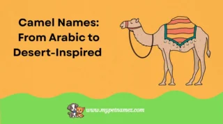 301 Camel Names: From Arabic to Desert-Inspired and Funny to Cute