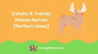 301 Catchy & Trendy Moose Names [Perfect Ideas]
