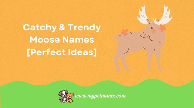 301 Catchy & Trendy Moose Names [Perfect Ideas]