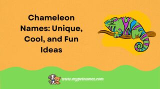 301 Chameleon Names: Unique, Cool, and Fun Ideas for Your Pet