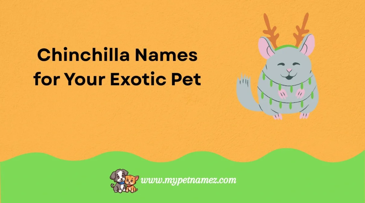 301 Cute and Funny Chinchilla Names for Your Exotic Pet
