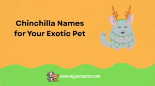 301 Cute and Funny Chinchilla Names for Your Exotic Pet