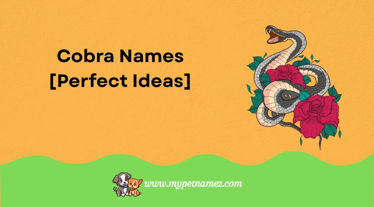 301 Memorable Cobra Names [Perfect Ideas]
