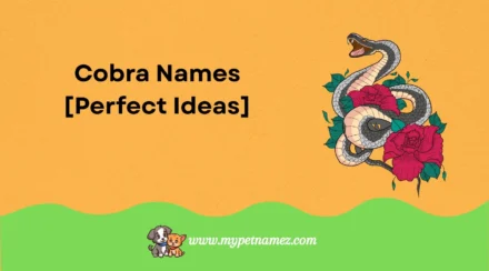 301 Memorable Cobra Names [Perfect Ideas]