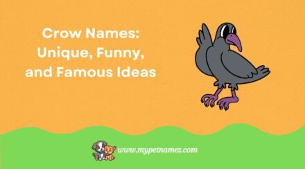 Top 301+ Crow Names: Unique, Funny, and Famous Ideas