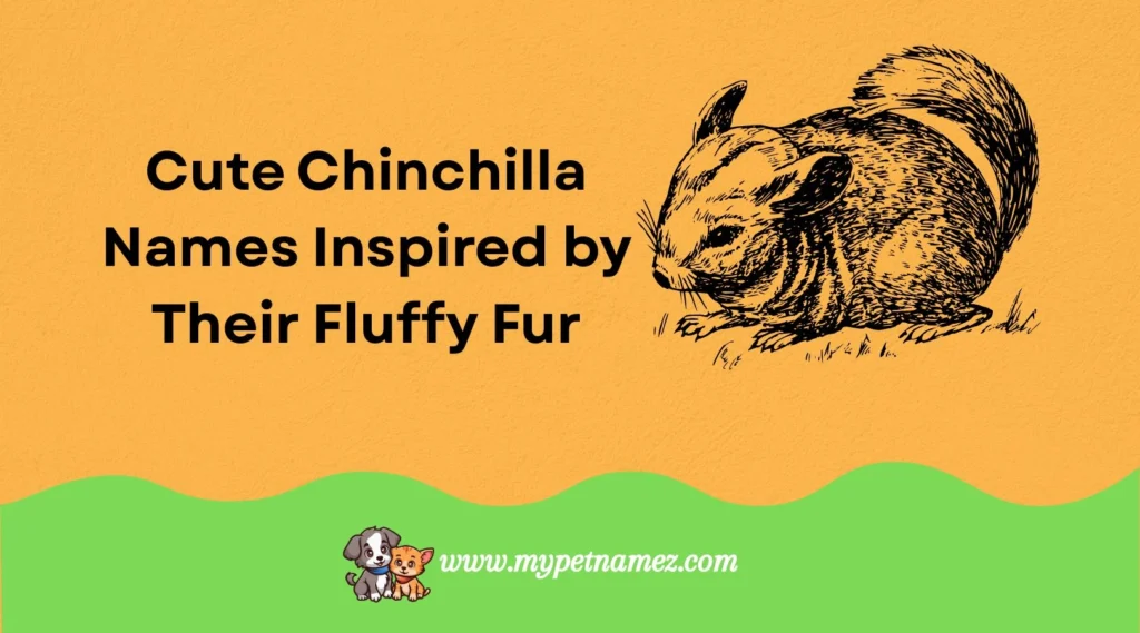 Cute Chinchilla Names Inspired by Their Fluffy Fur