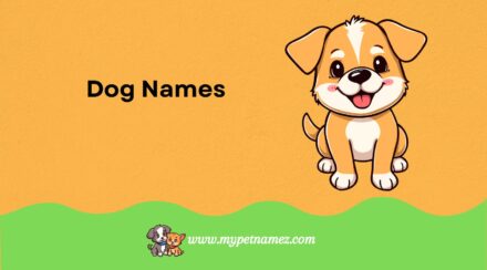 301 Unique and Funny Black Dog Names: Find the Perfect Idea