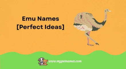 301 Cute & Catchy Emu Names [Perfect Ideas]