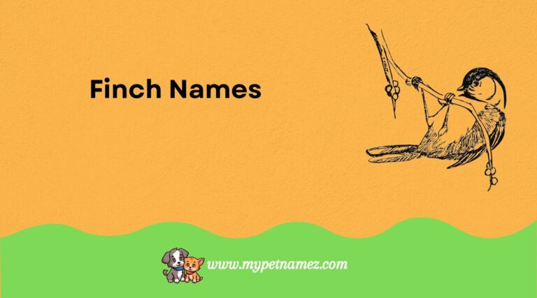 Catchy Finch Names [Perfect and Creative Ideas]