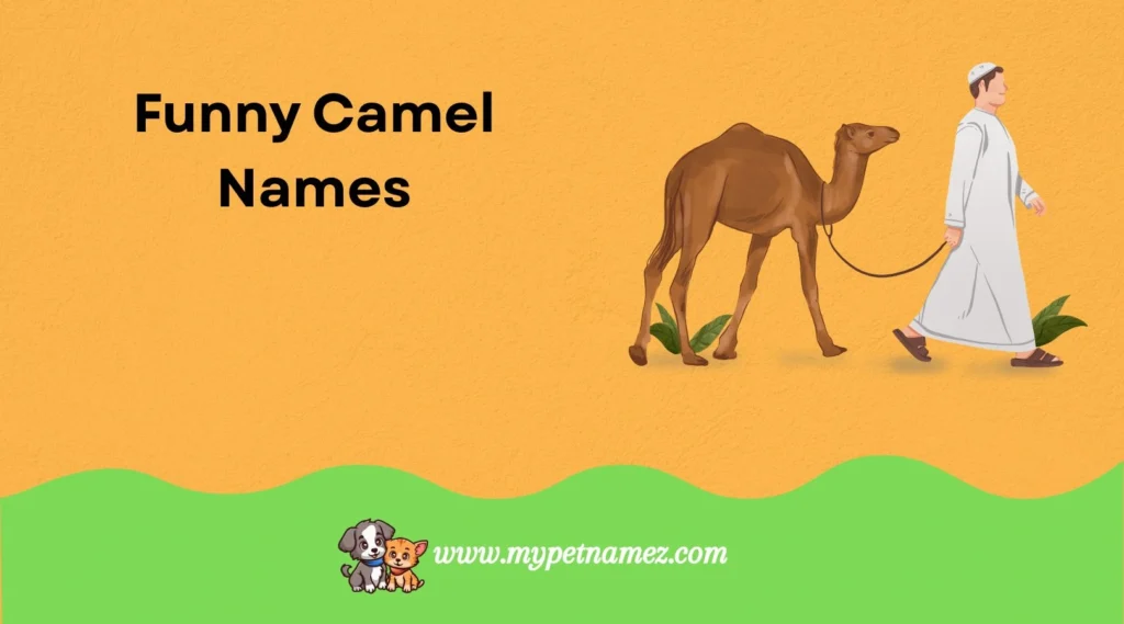 Funny Camel Names