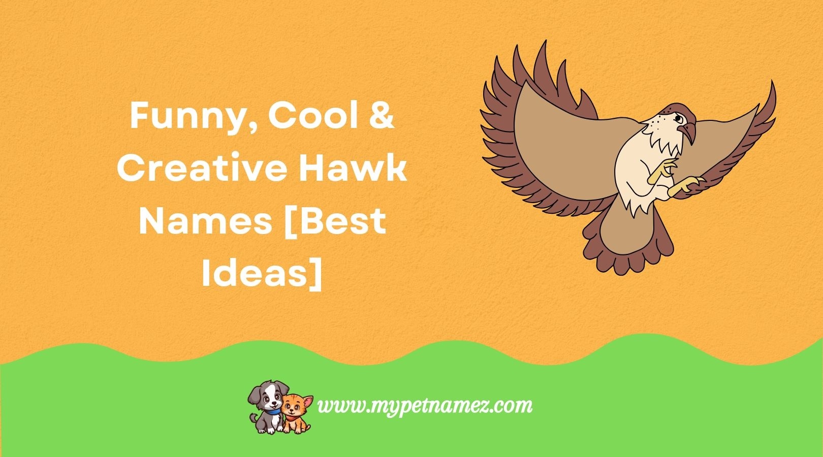 Funny, Cool & Creative Hawk Names [Best Ideas]