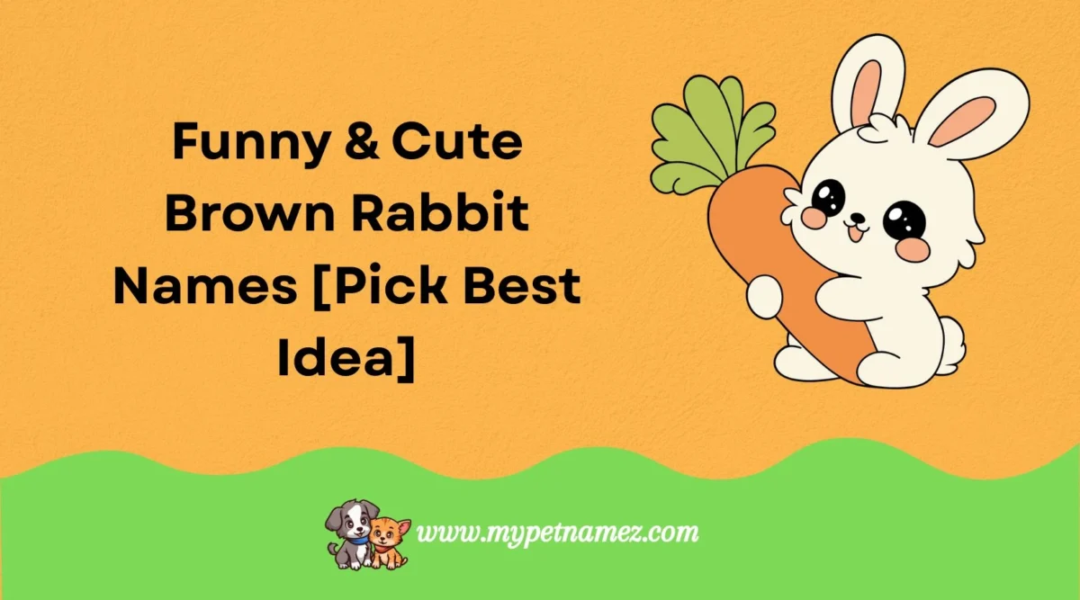301 Funny & Cute Brown Rabbit Names [Pick Best Idea]