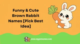 301 Funny & Cute Brown Rabbit Names [Pick Best Idea]