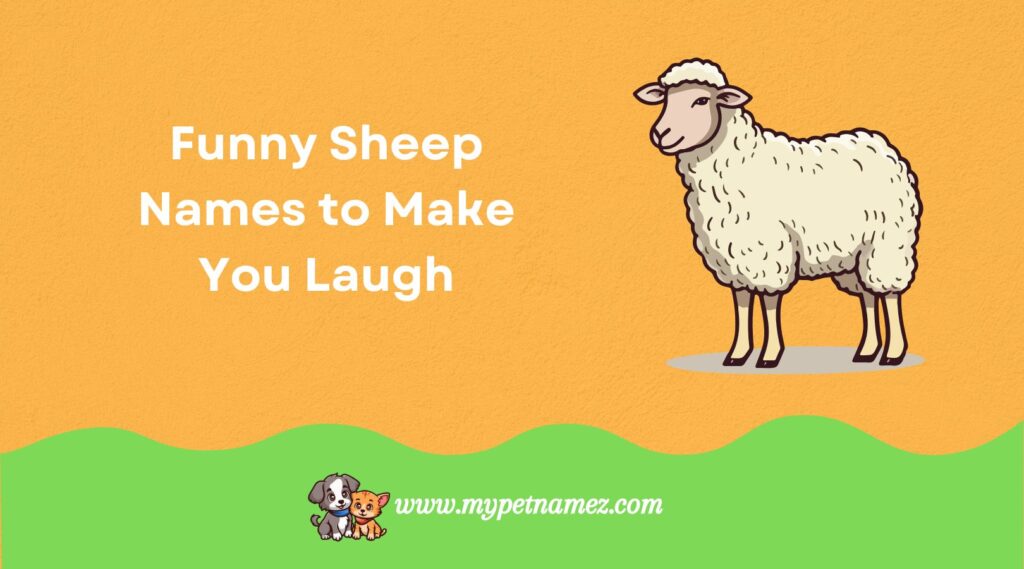 Funny Sheep Names to Make You Laugh