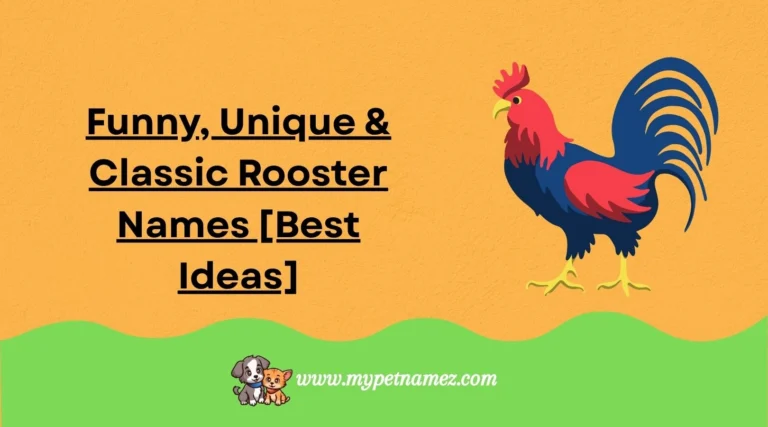 301 Funny, Unique & Classic Rooster Names [Best Ideas]