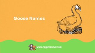 Top 301+ Funny & Unique Goose Names with Meanings