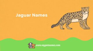 301Awesome Jaguar Names to Inspire You