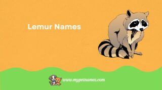 Cool & Cute Lemur Names [Perfect Ideas]