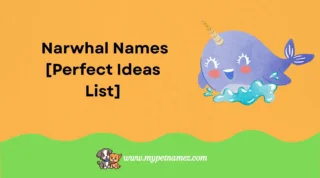 301 Catchy & Fun Narwhal Names [Perfect Ideas List]