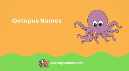 301 Catchy & Funny Octopus Names [Best Ideas]