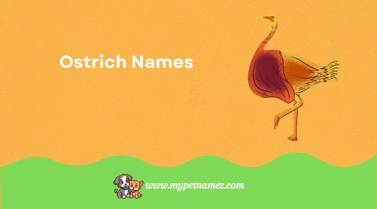 301 Funny & Unique Ostrich Names for Your Big Bird  