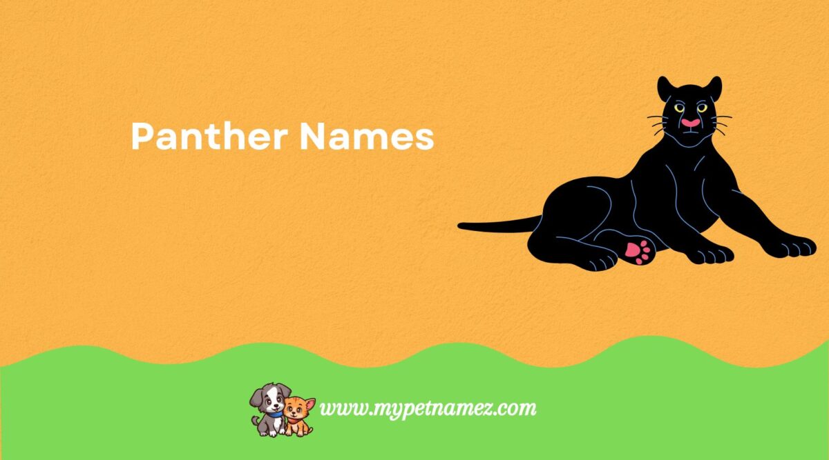301 Badass Panther Names [Fierce, Mystical & Unique Ideas]