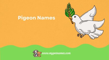 Cute & Catchy Pigeon Names [Perfect Ideas for Flocks]