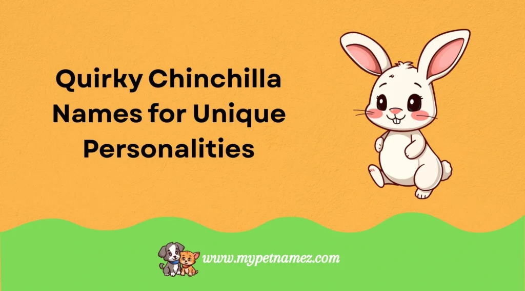 Quirky Chinchilla Names for Unique Personalities