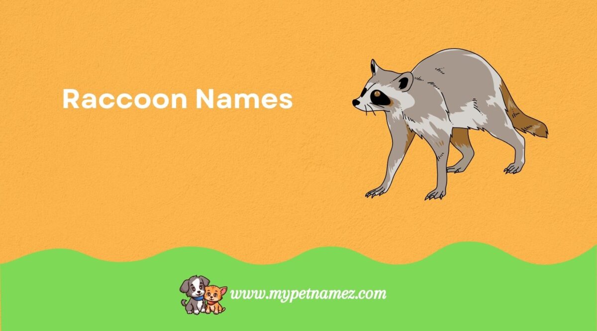 301 Raccoon Names: Unique, Cute & Funny Ideas for Your Pet Raccoon