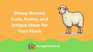 301 Sheep Names: Cute, Funny, and Unique Ideas for Your Flock