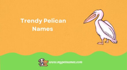 301 Catchy & Trendy Pelican Names [Perfect Ideas]