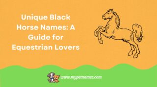 301 Unique Black Horse Names: A Guide for Equestrian Lovers