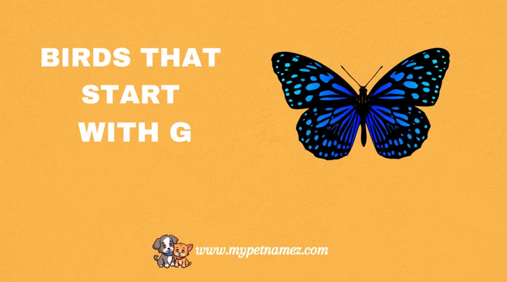 Birds That Start with G