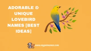 301 Adorable & Unique Lovebird Names [Best Ideas]