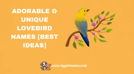301 Adorable & Unique Lovebird Names [Best Ideas]