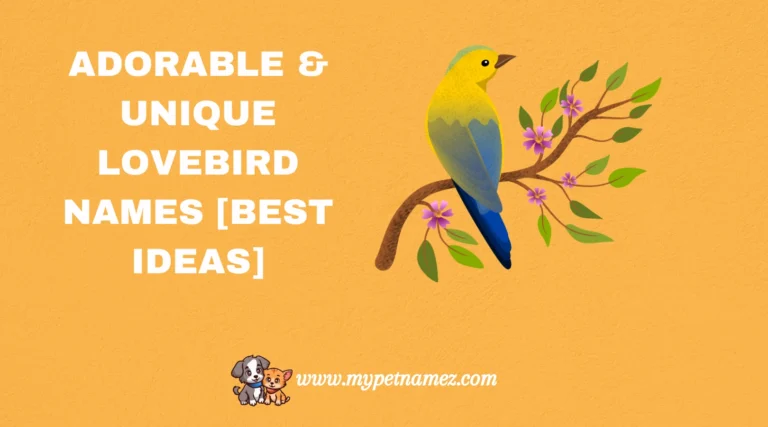 301 Adorable & Unique Lovebird Names [Best Ideas]