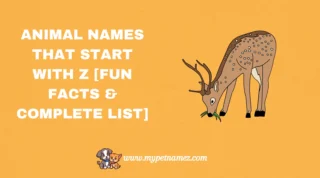301 Animal Names That Start with Z [Fun Facts & Complete List]